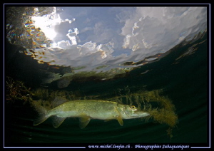Pike Fish - Pike Pond... Day dive... ;O)... by Michel Lonfat 